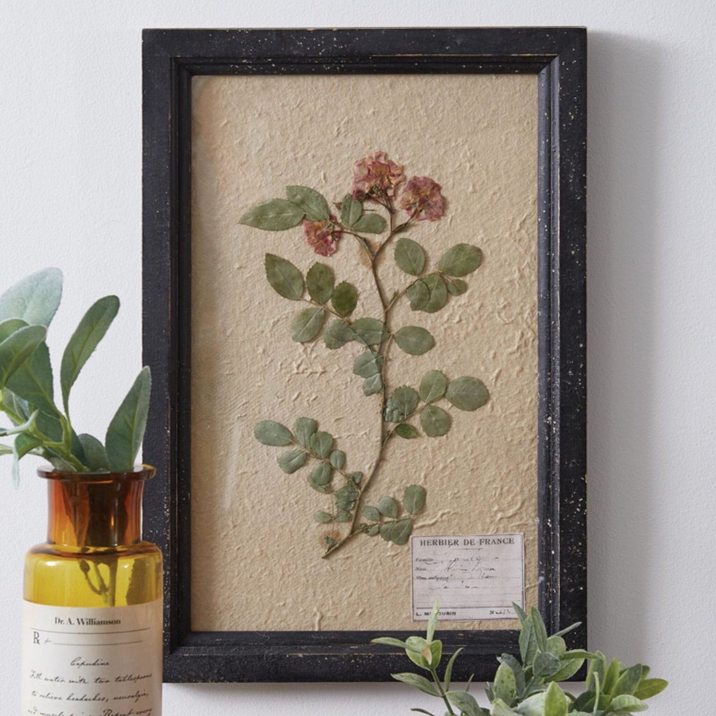 Framed Botanicals